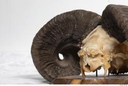 Photo Textures of Mouflon Skull Antlers